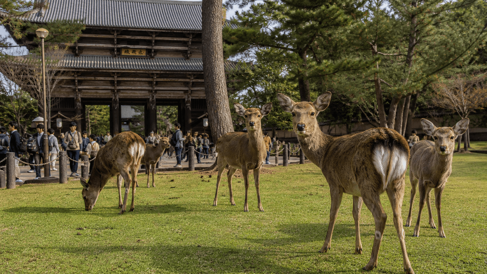 奈良公园:东大寺参道附近的鹿群的当前写实编辑视觉